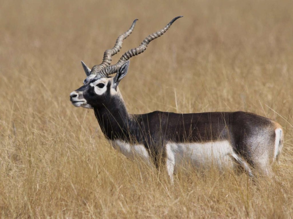 velavadar black buck